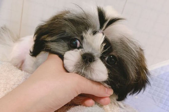 西施犬为什么叫西施犬