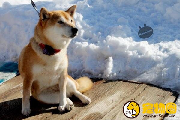 秋田犬为什么禁养，太有野性且是大型犬（国内禁养）