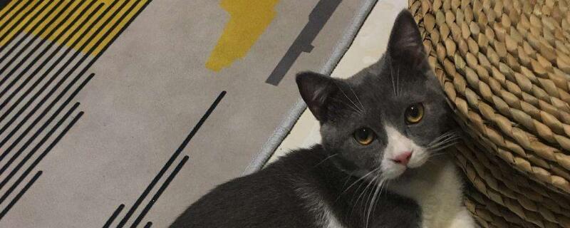 猫腹水摸起来软还是硬，如何摸猫咪是不是腹水