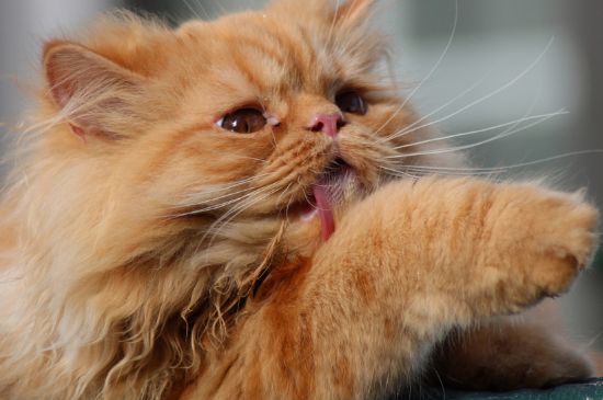 猫一天不拉屎正常吗