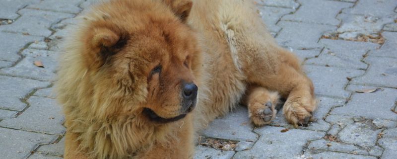 松狮犬好养吗