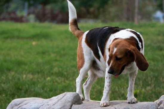 比格犬智商