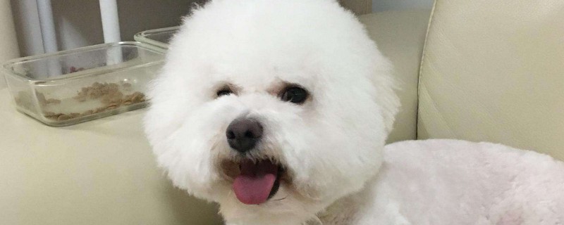 比熊身上长大块黑斑