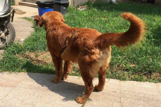 金毛犬哪个色系最贵，金色金毛最贵毛色越深越值钱