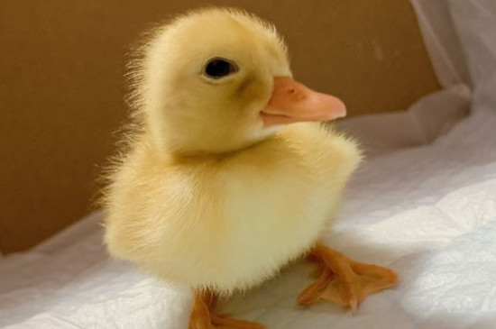 柯尔鸭养多久成年