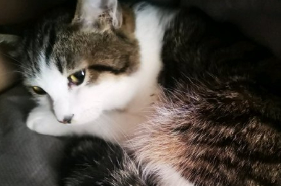 猫突然咬住衣袖不放是啥意思