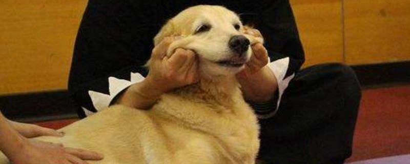 狗吃鸡骨头会怎样