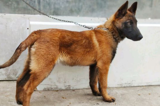 马犬智商排第几名