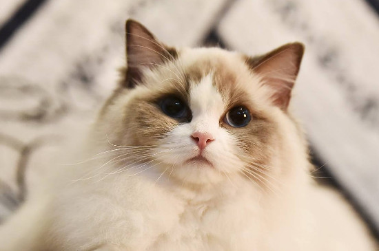 布偶猫为什么这么粘人，其实布偶猫性格像狗一样