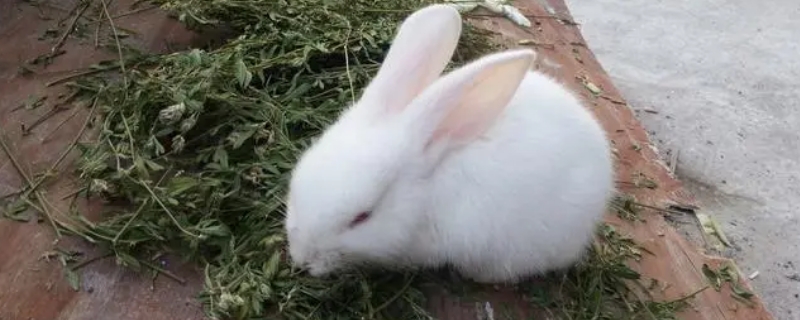 兔子不喝水会死吗