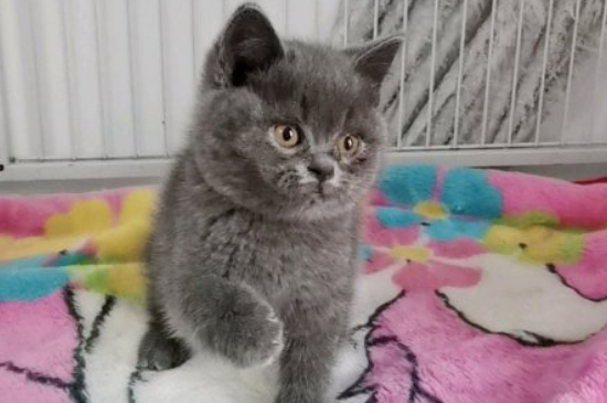 为何养猫男多是单身