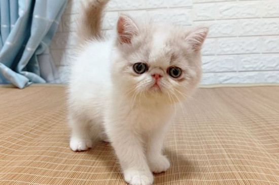 猫咪驱虫多久一次