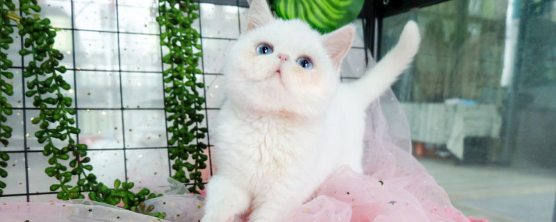 猫的眼睛有什么神奇功能