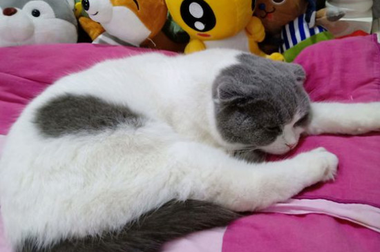 猫咪踩奶是什么意思，宠物猫踩奶的科学解释