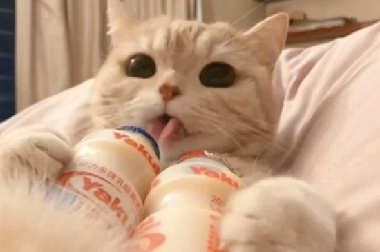 十天小奶猫拉稀怎么办