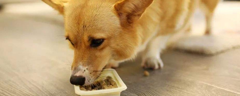幼犬吃饭太快怎么改正