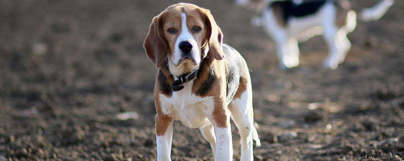 比格犬好养吗