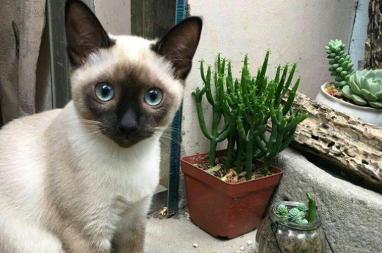 暹罗猫伤心的表现