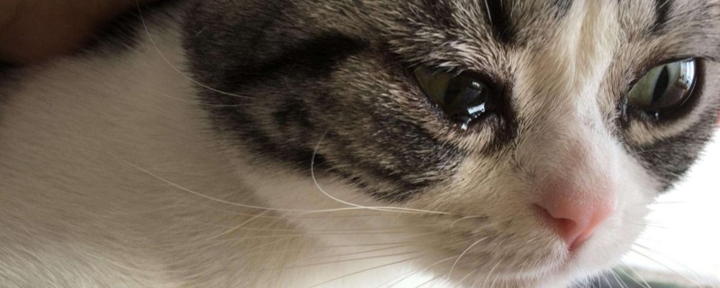 小猫打喷嚏流眼泪