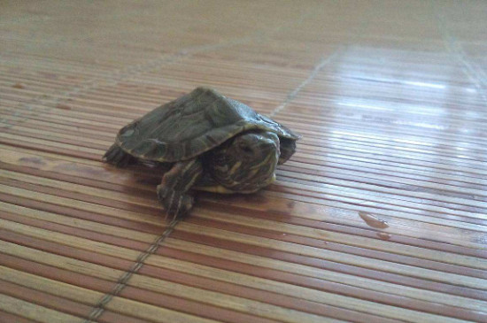 乌龟会叫吗