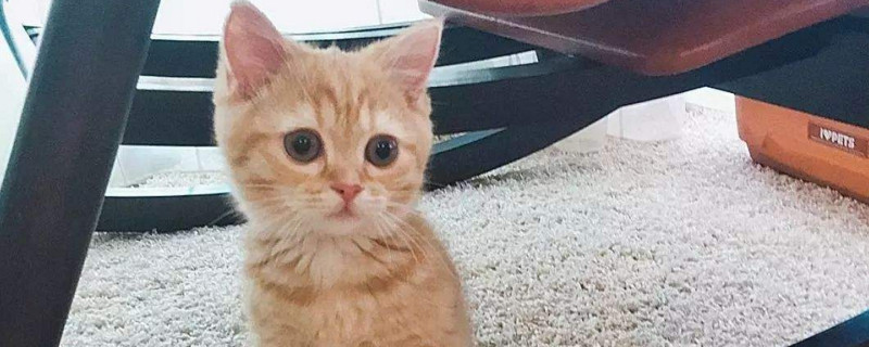 猫咬伤怎么处理