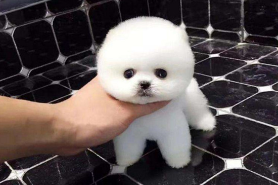 茶杯犬是怎么来的，培育茶杯犬的三种方法