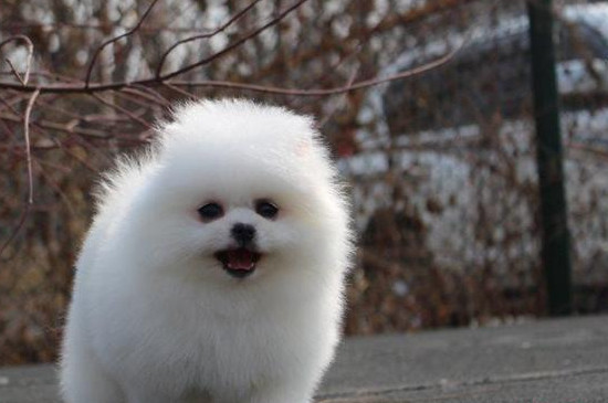 博美犬怎么训练大小便