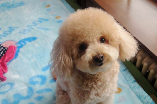 贵宾犬和泰迪的区别