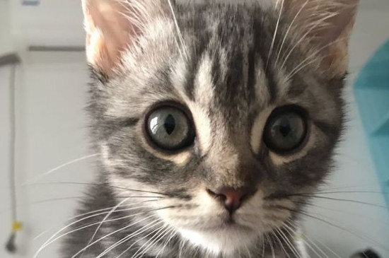 猫对主人的记忆有多久