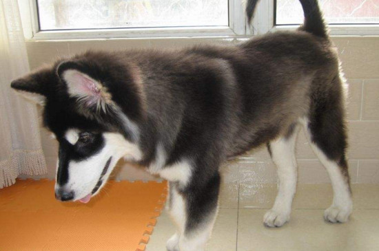 阿拉斯加犬多少钱一只