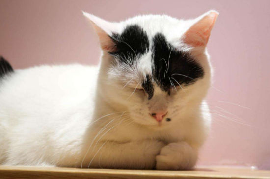 猫的睡姿代表什么