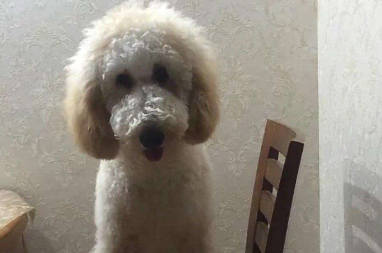 巨型泰迪怎么配出来的