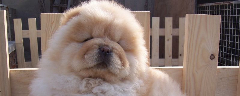 松狮幼犬怎么喂养