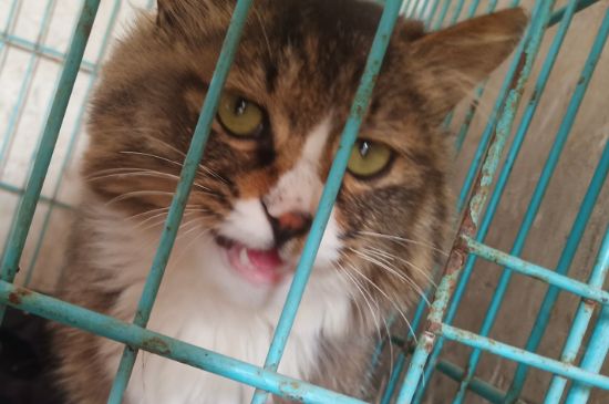 猫角膜炎怎么治疗