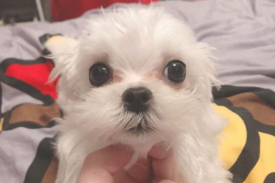 马尔济斯掉毛吗