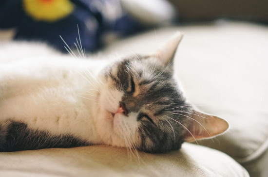 小猫拉稀是什么原因造成的