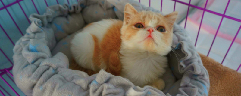 猫咪能喝牛奶吗