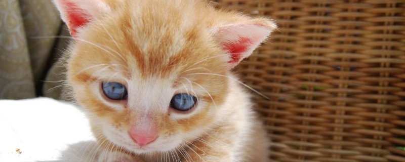 猫吃化毛膏有什么作用