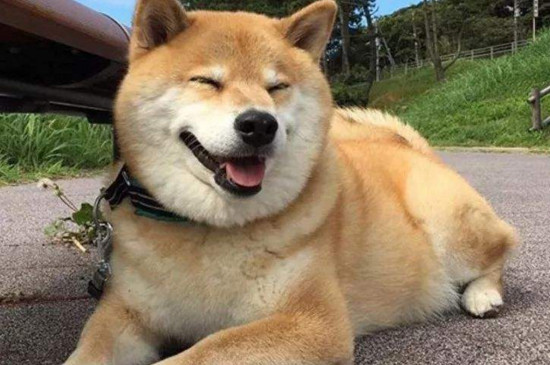 柴犬的缺点