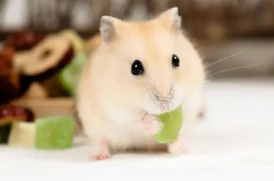 仓鼠粮食有虫子了 还能吃吗