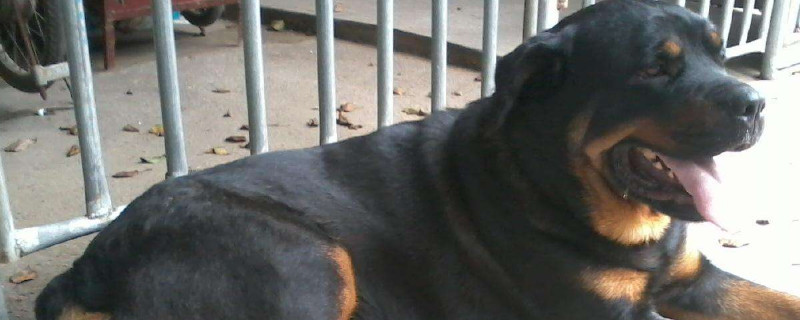 罗威纳是禁犬吗，罗威纳为什么被禁养