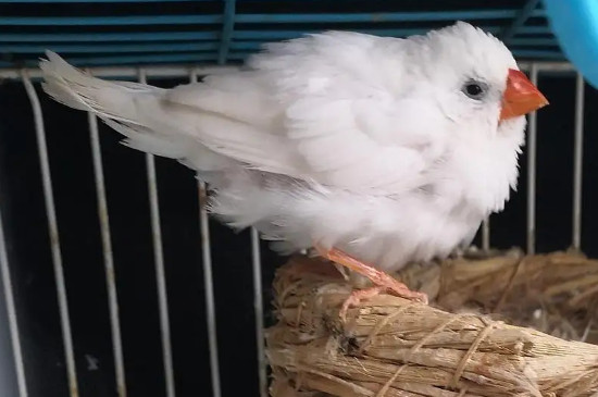 珍珠鸟能活几年