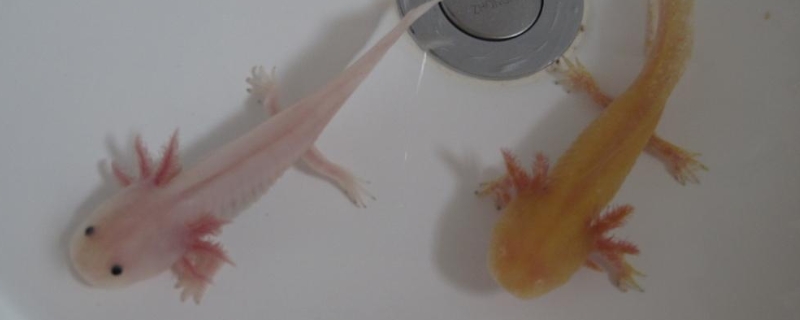 四条腿的观赏鱼叫什么