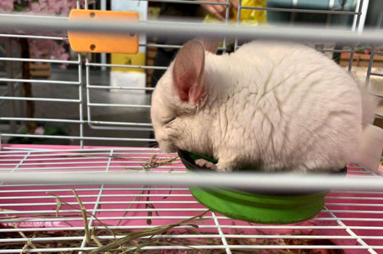 龙猫讨厌主人的表现