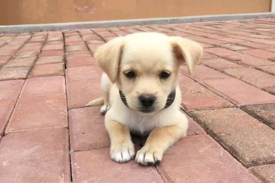 狗腿断了能自愈吗