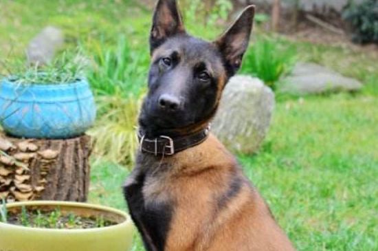 什么样的马犬幼犬才好，血统优良并服从命令才更好
