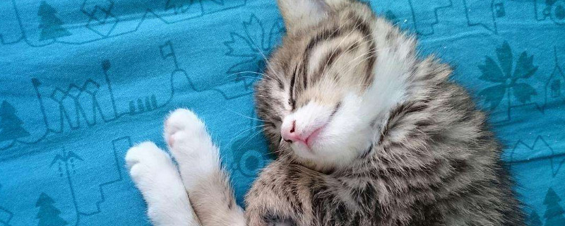 猫咪驱虫多久一次