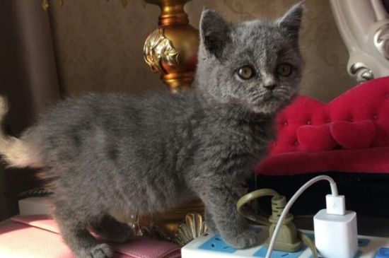 猫打完疫苗多久能洗澡