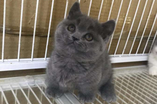 曼基康猫粘人吗