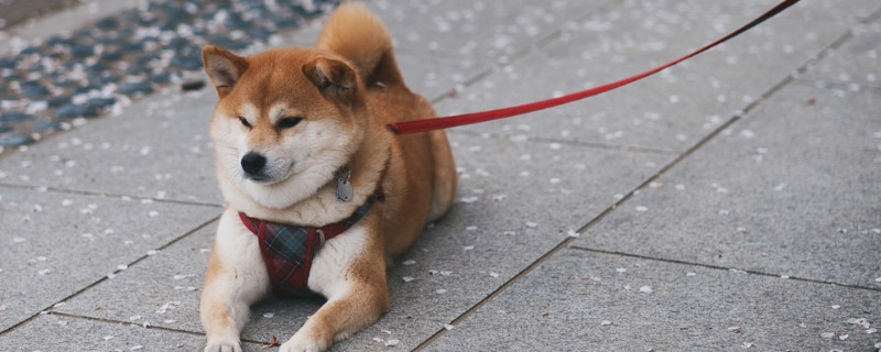 柴犬什么时候开始听话